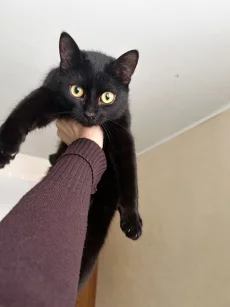 Отдам в добрые руки кошечку-подростка