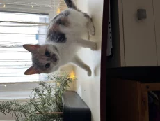 Очень удобный котенок для вашего комфорта