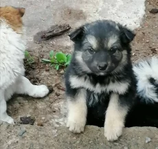 Щенкам очень нужен дом