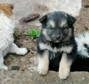 Щенкам очень нужен дом