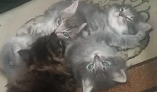 Котёнка отдам