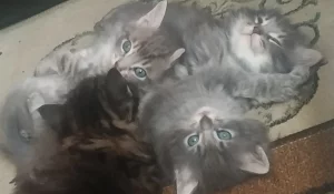 Котёнка отдам