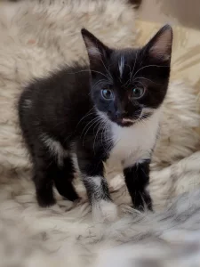 Маленькая кошечка