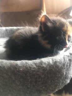Котик ищет дом