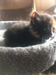Котик ищет дом