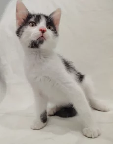 Котёнок мальчик