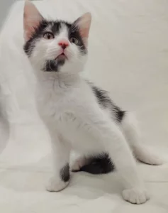 Котёнок мальчик