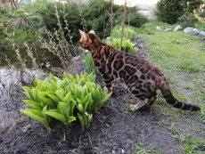 Бенгальский котик в разведение. Алиментные котята