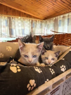 Котята срочно ищут дом