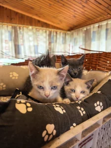 Котята срочно ищут дом