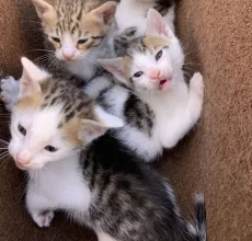 Котята бесплатно
