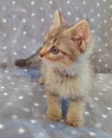 Котёнок девочка