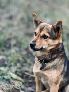 Мини Овчарик Цезарь