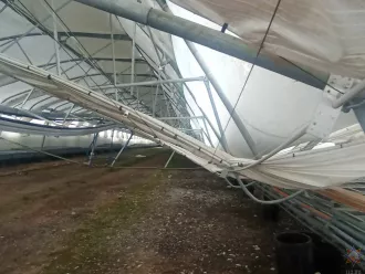 Под Бобруйском из-за снега обрушился каркас теплицы лесного питомника
