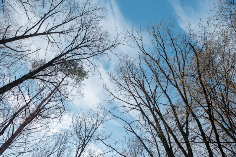 Дожди и до +13°С ожидается 21 марта