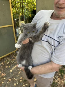 Кот мальчик найден