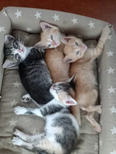 Котята
