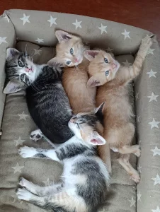 Котята