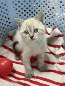 Красивые Котята