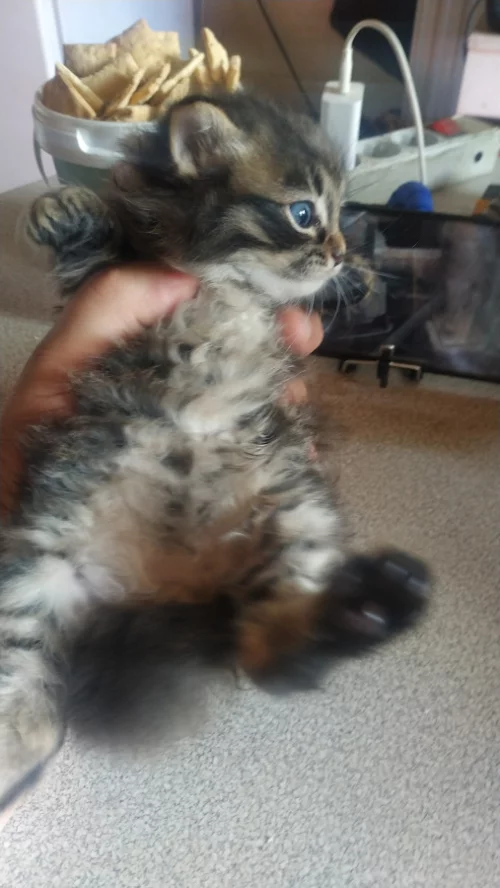Котики