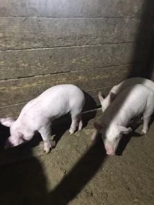 Поросята