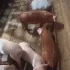 Поросята