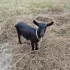 Козочку