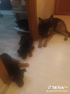 Щенки немецкой овчарки