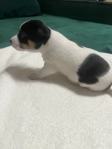 Щенки джек-рассел терьера