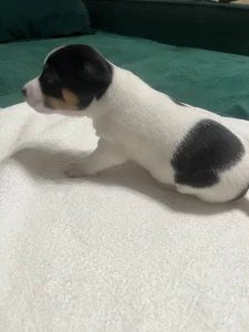 Щенки джек-рассел терьера