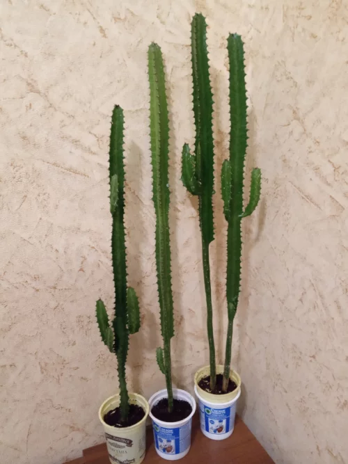 Молочай трехгранный