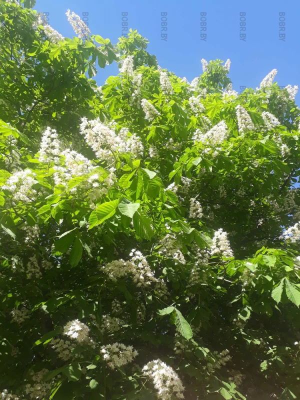 Бобруйский каштан зацвел
