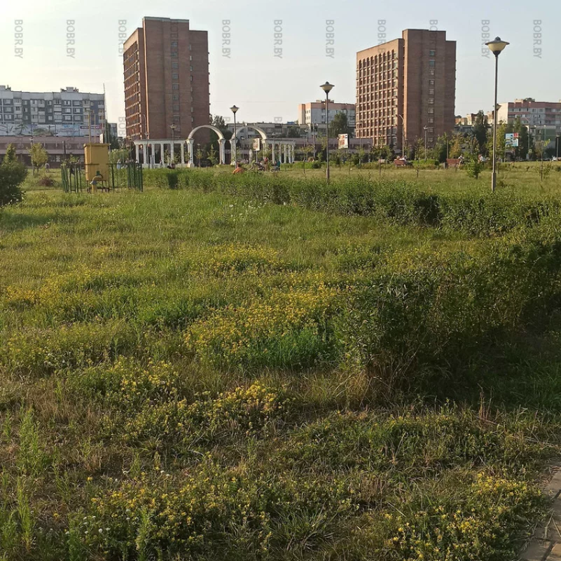 Молодежный парк. Трава цветет, о покосе никто не помнит.