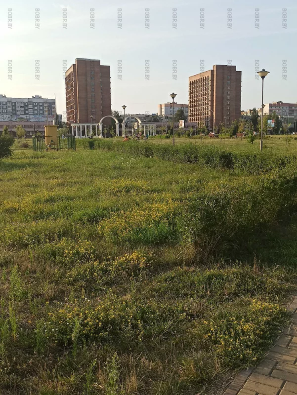 Молодежный парк. Трава цветет, о покосе никто не помнит.