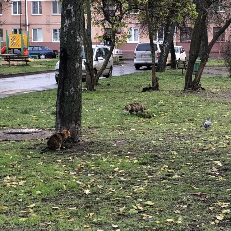 Охота
