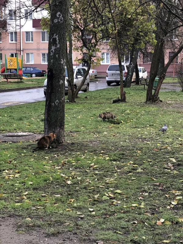 Охота