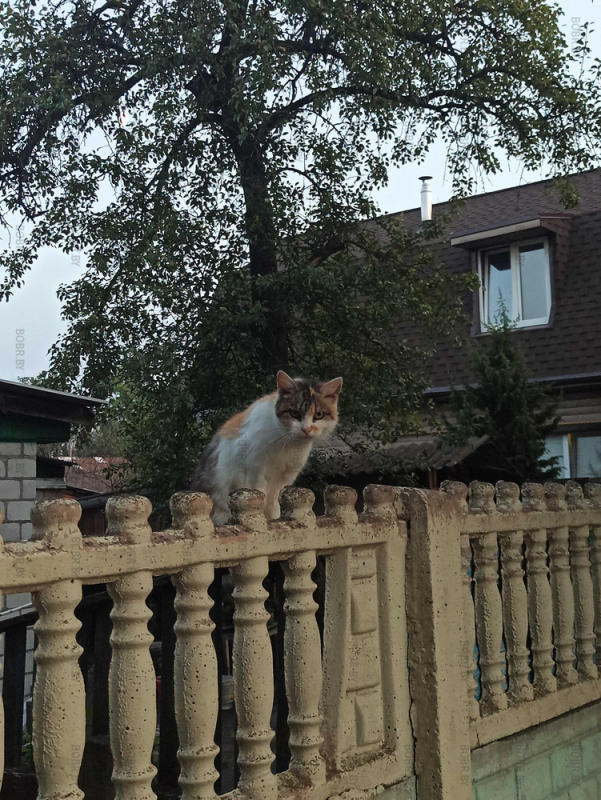 Котики Бобруйска