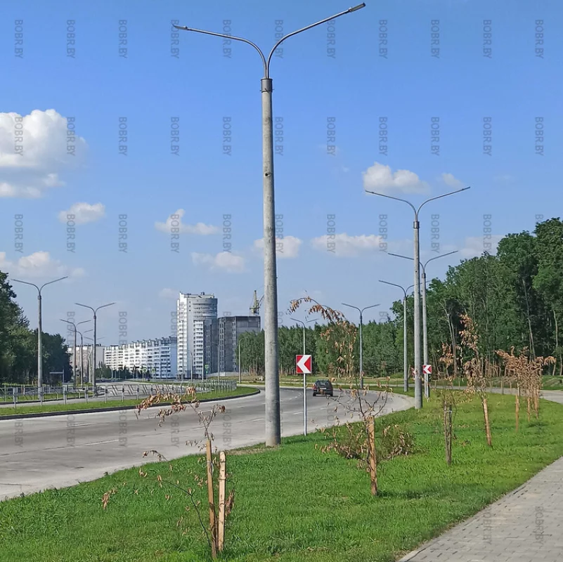 Новые деревья на проспекте Строителей.
