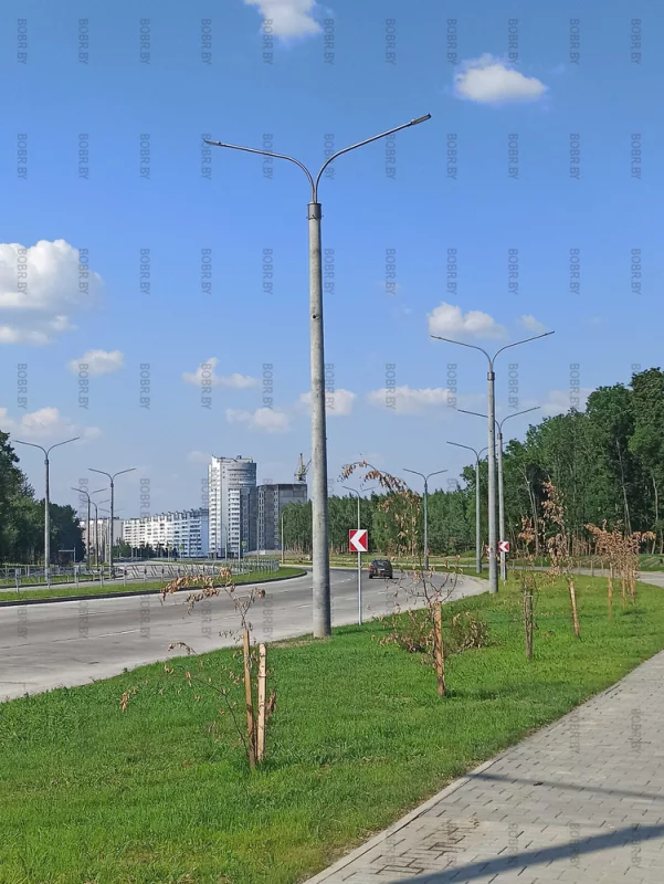 Новые деревья на проспекте Строителей.