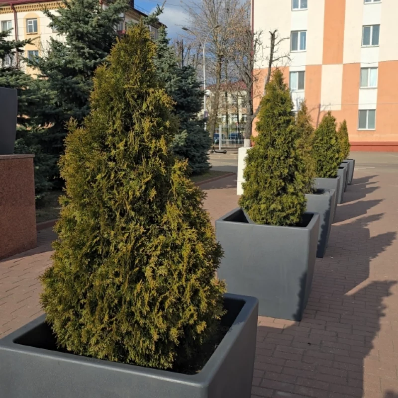 На площади Ленина возле горисполкома установили зелёные насаждения в клумбах