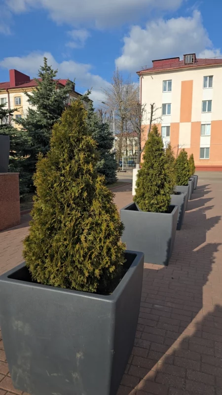 На площади Ленина возле горисполкома установили зелёные насаждения в клумбах