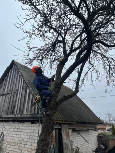 Спил деревьев. Дробление веток в щепу
