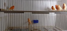 Красных канареек