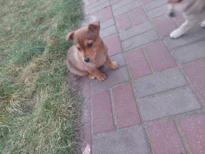 Бесплатно роздаем