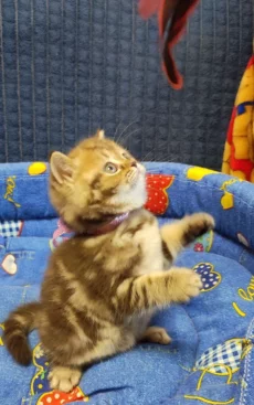 Мраморная молочная шоколадка. Британский котенок