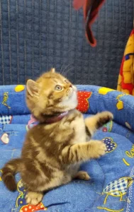 Мраморная молочная шоколадка. Британский котенок