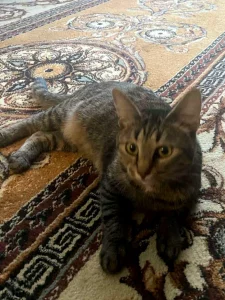 Бесплатно стерелизованая кошечка