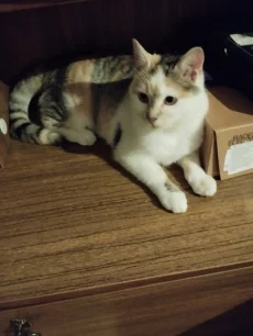 Очаровательные кошечки Лера и Вера ищут свой дом