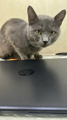 Молодой котик ищет дом
