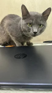 Молодой котик ищет дом